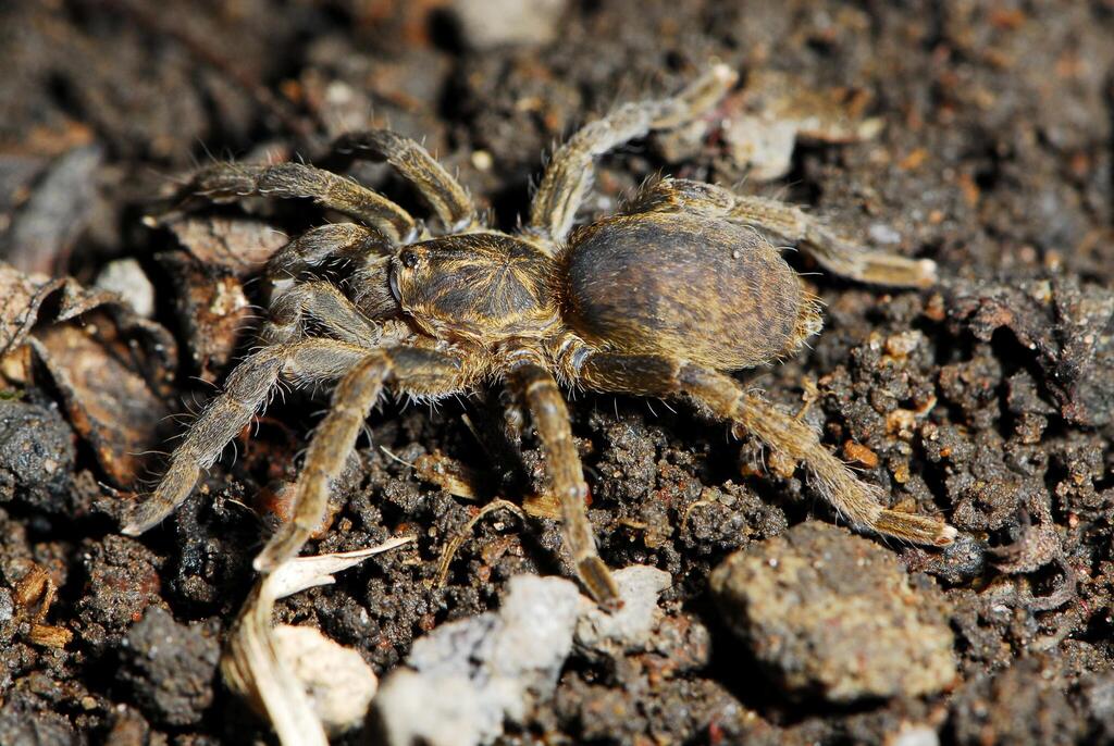 Southern Baboon Spiders from Wakkerstroom, 2480, South Africa on ...