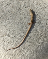 Elgaria multicarinata