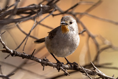 Redthroat photo 1
