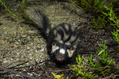 Yucatan Spotten Skunk photo 2