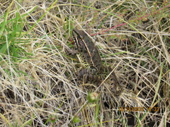 Lithobates neovolcanicus