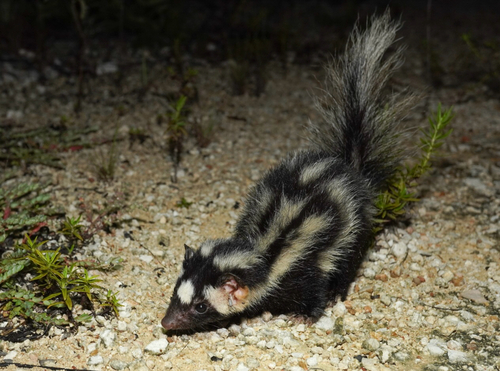 Yucatán Spotted Skunk (Spilogale yucatanensis) — Data Deficient Mammalia