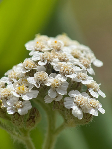 Yarrow