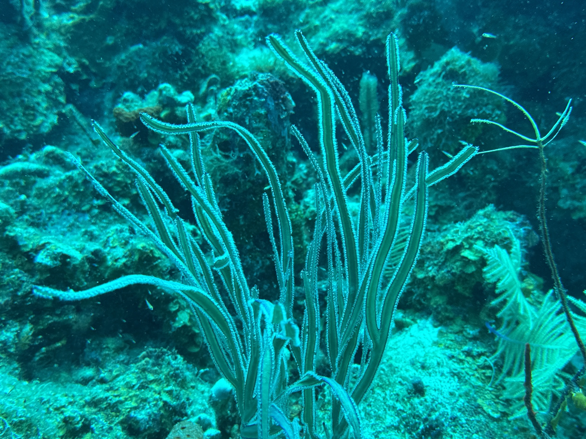 Pterogorgia anceps (Pallas, 1766)