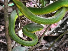 Trimeresurus erythrurus