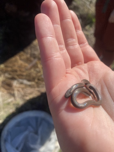iNaturalist observation photo of Common Sharp-tailed Snake