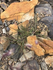 Poa arctica