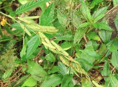 Tadehagi triquetrum