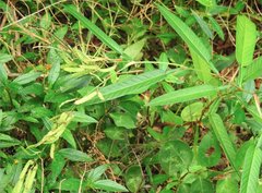 Tadehagi triquetrum
