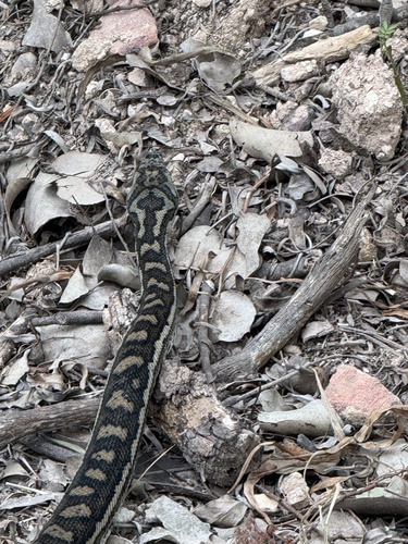 Coastal Carpet Python sighting