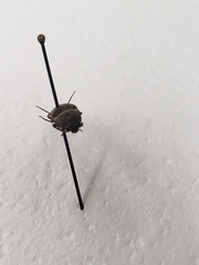 Deilelater physoderus