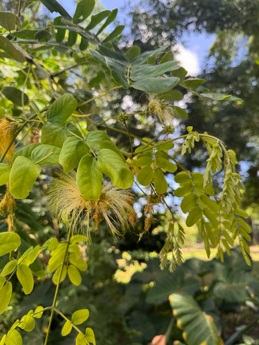 Albizia lebbeck observed 2025-08-08