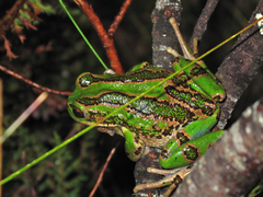 Riobamba Marsupial Frog photo 3