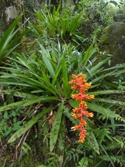 Guzmania multiflora
