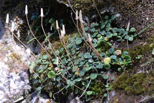 Least Snowbell (Soldanella minima)