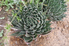 Aristaloe aristata