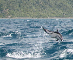 Sagmatias obscurus