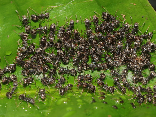Photo of Cocoa Black Ant (Dolichoderus thoracicus)