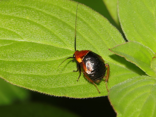 Pallid Sun Roach photo 5