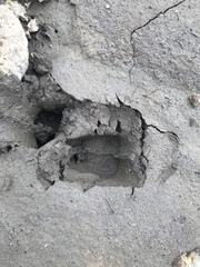 Ovis dalli stonei
