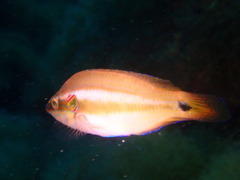 Symphodus ocellatus
