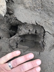 Ovis dalli stonei