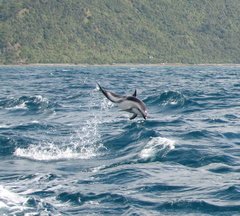 Sagmatias obscurus