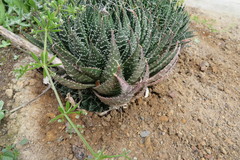 Aristaloe aristata
