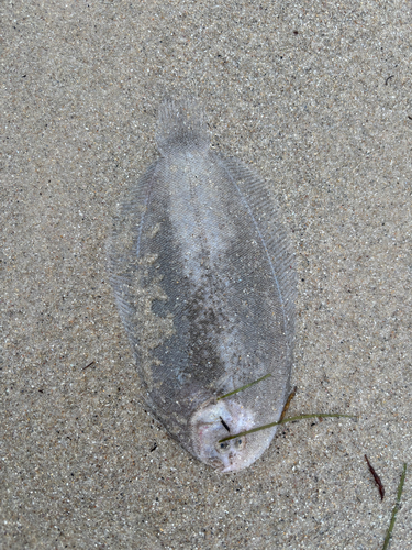 Derwent flounder (Taratretis derwentensis) — Pleuronectidae — 2