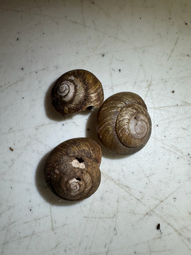 Sauroconcha jervisensis observed 2025-08-09
