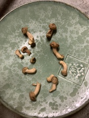 Gymnopilus luteofolius