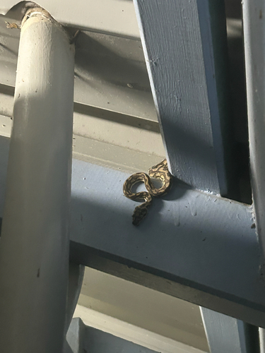 Coastal Carpet Python sighting