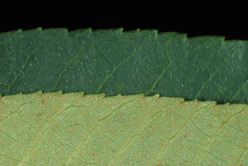 Sand hickory (Carya pallida)