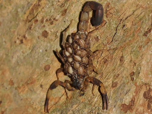 Chinese Swimming Scorpion