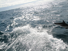 Sagmatias obscurus