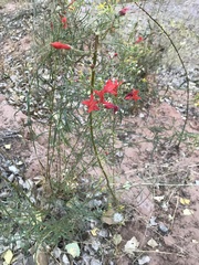 Ipomopsis aggregata aggregata