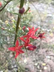 Ipomopsis aggregata aggregata