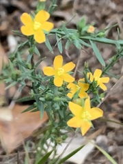 Hypericum drummondii