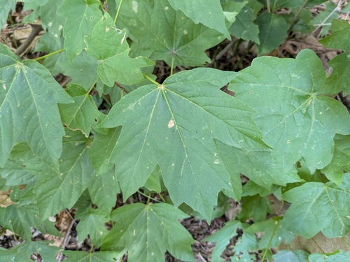 Horned Maple (Acer diabolicum)