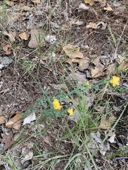 Hypericum drummondii