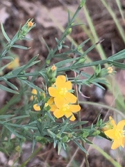 Hypericum drummondii