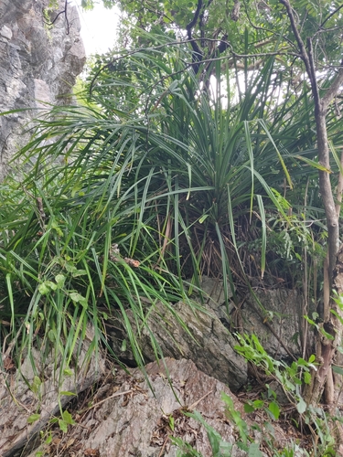 Pandanus decumbens observed 2025-08-09