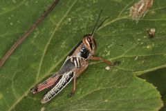 Schistocerca piceifrons