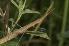 Microcoema acuminata
