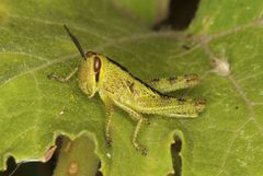 Schistocerca piceifrons