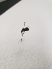 Nemognatha selanderi