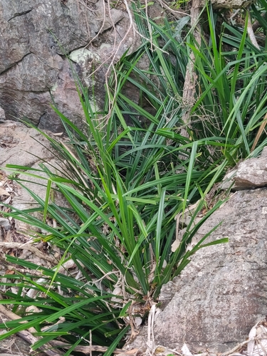 Pandanus decumbens observed 2025-08-09