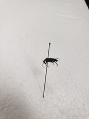 Nemognatha selanderi