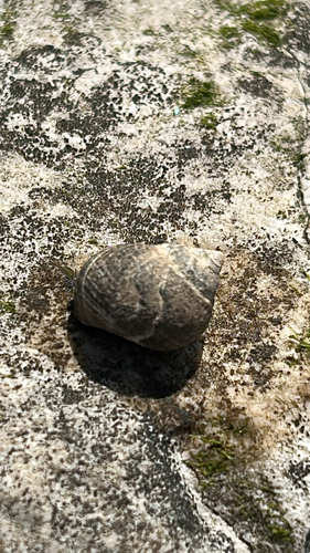 Littorina littorea