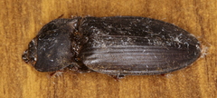 Aphileus